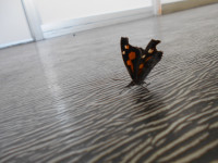 DSCN0569